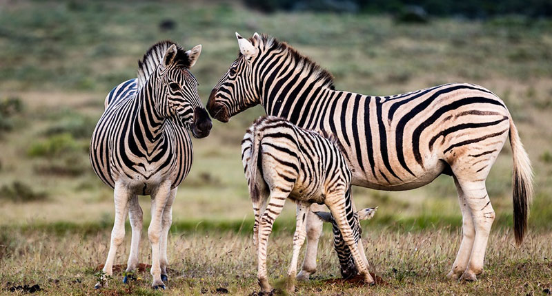 Plains zebra