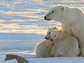 Polar Bear species