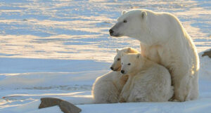 Polar Bear species